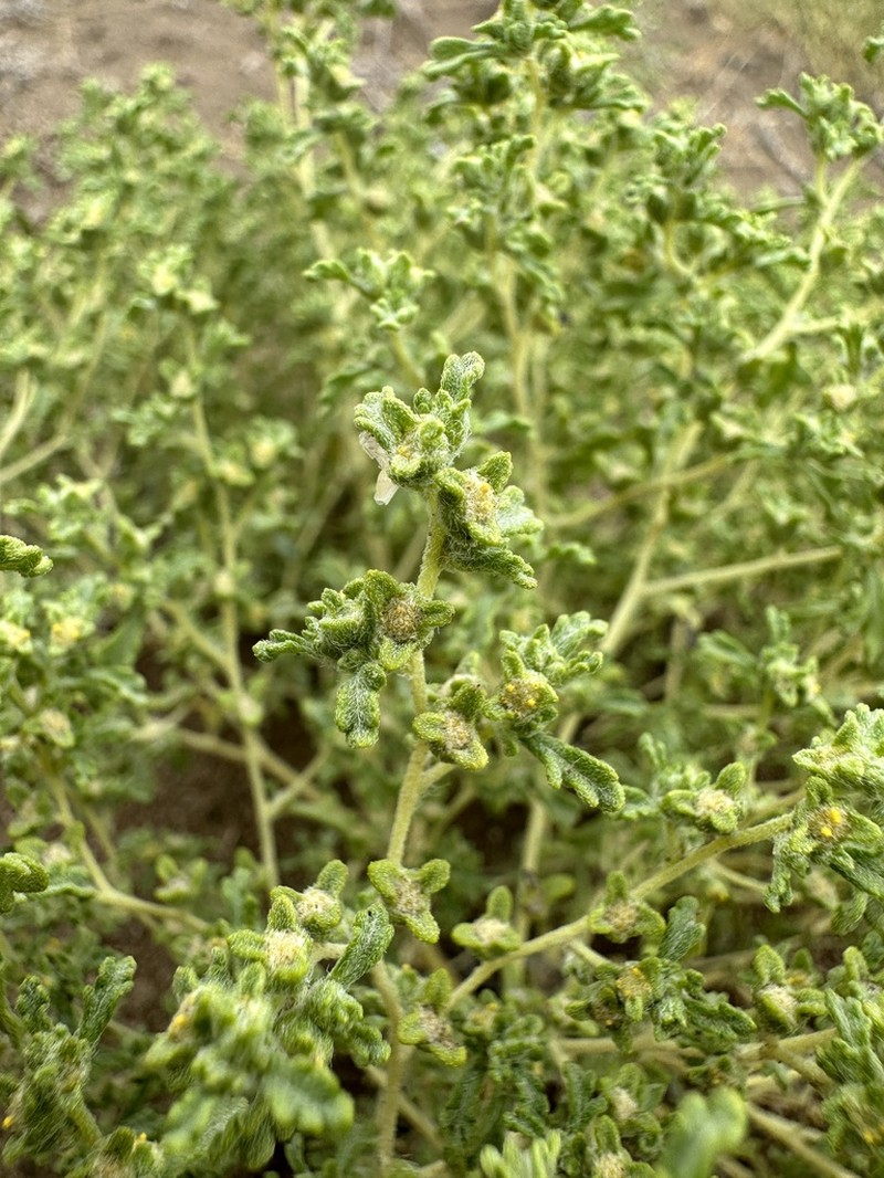 Nevada Sumpweed photo 7