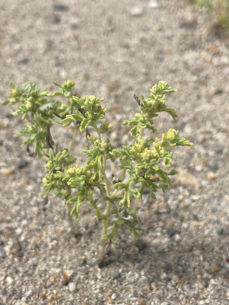 Nevada Sumpweed photo 8