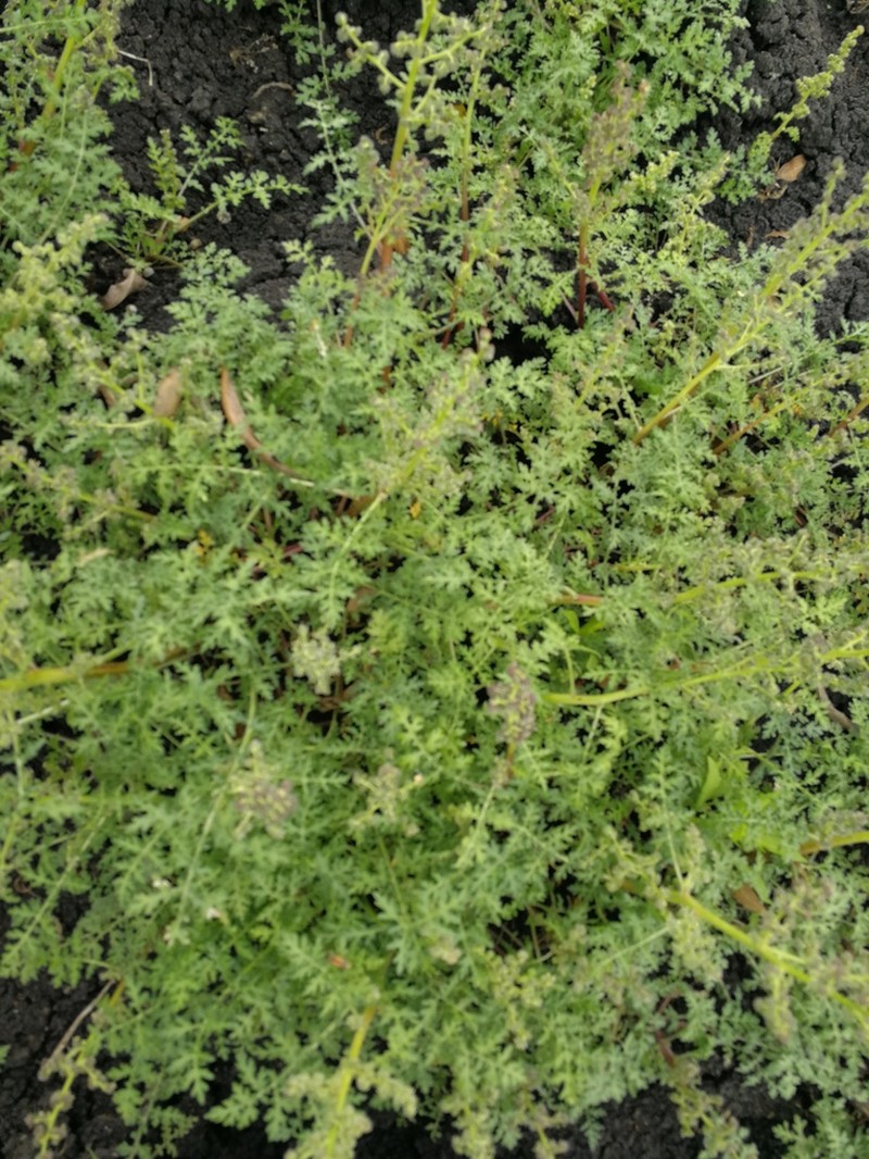 Euphrosyne partheniifolia photo 2
