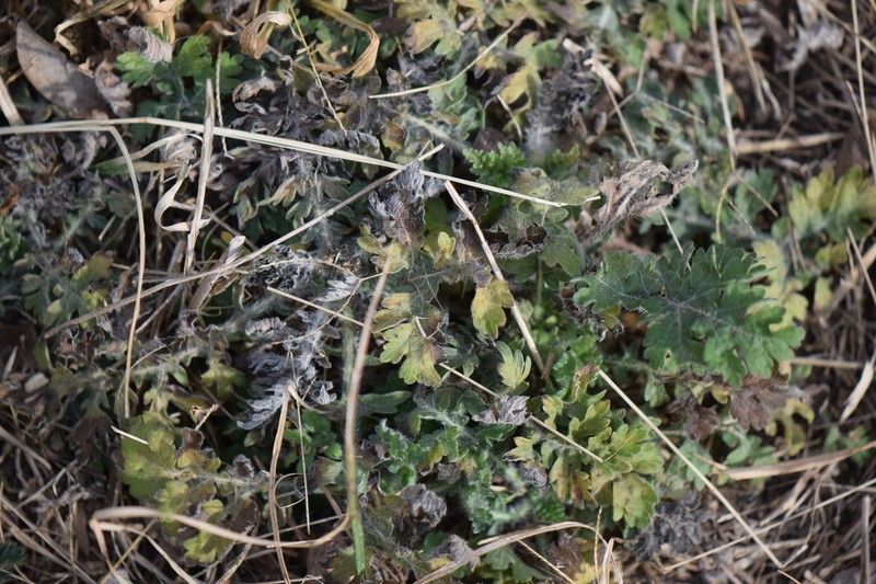 Euphrosyne partheniifolia photo 3