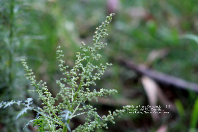 Euphrosyne partheniifolia photo 4