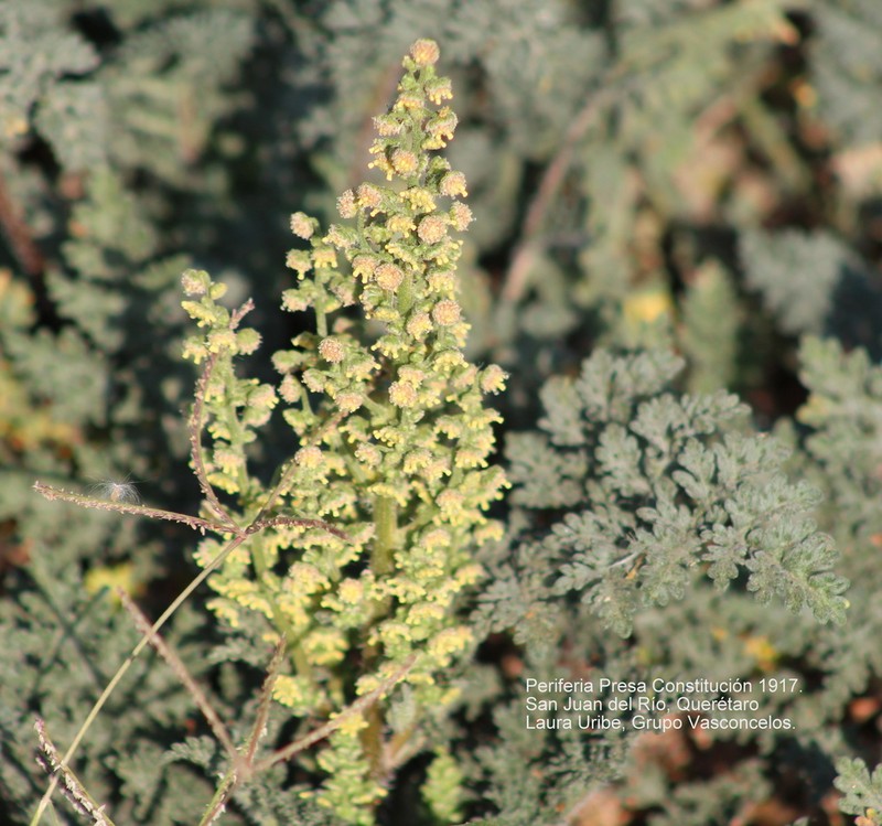 Euphrosyne partheniifolia photo 7