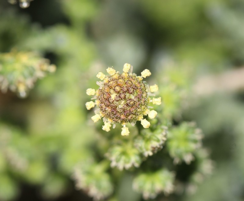 Euphrosyne partheniifolia photo 8