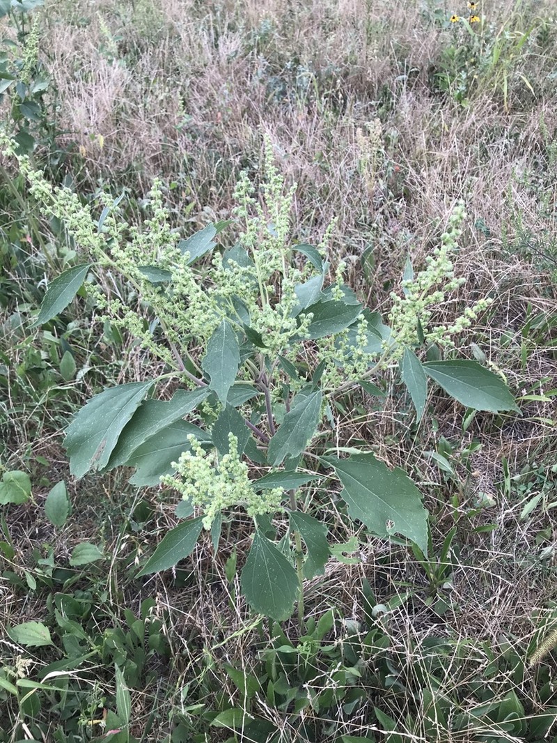 Carelessweed