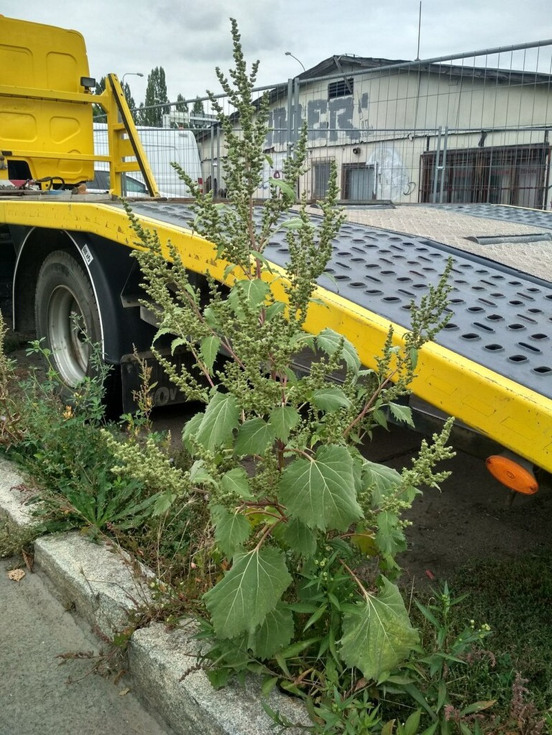 Carelessweed photo 2