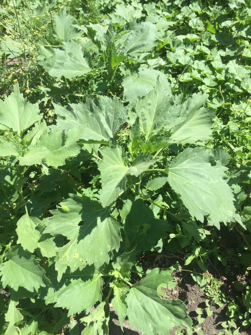 Carelessweed photo 3