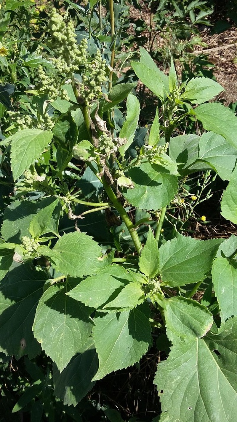 Carelessweed photo 4