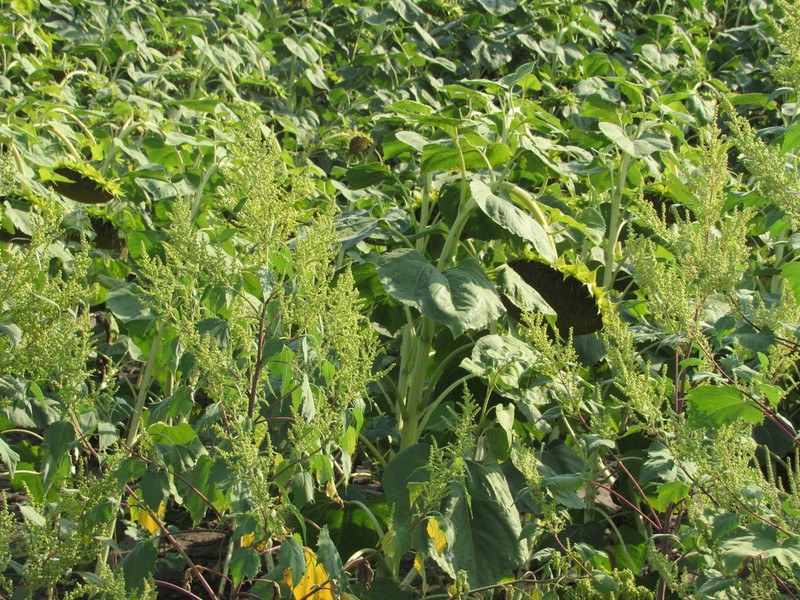 Carelessweed photo 5