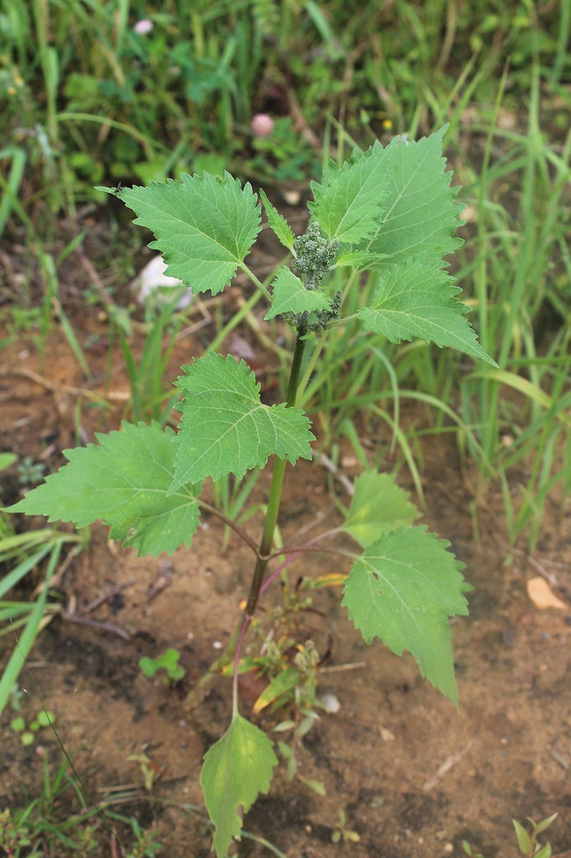 Carelessweed photo 6