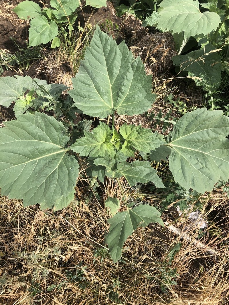Carelessweed photo 7