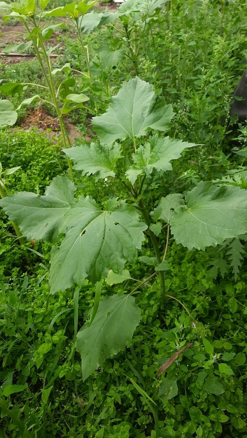 Carelessweed photo 8