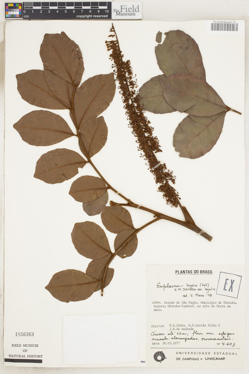 Euplassa legalis var. legalis