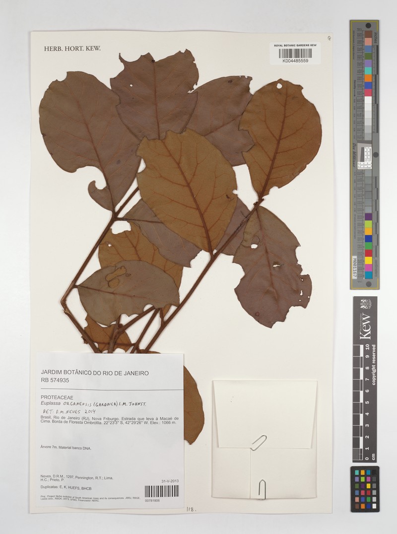 Euplassa organensis subsp. organensis
