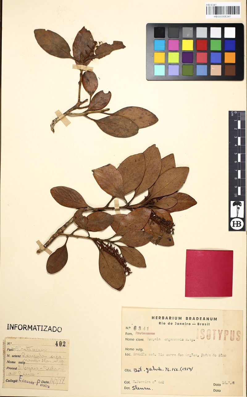 Euplassa organensis subsp. organensis photo 2