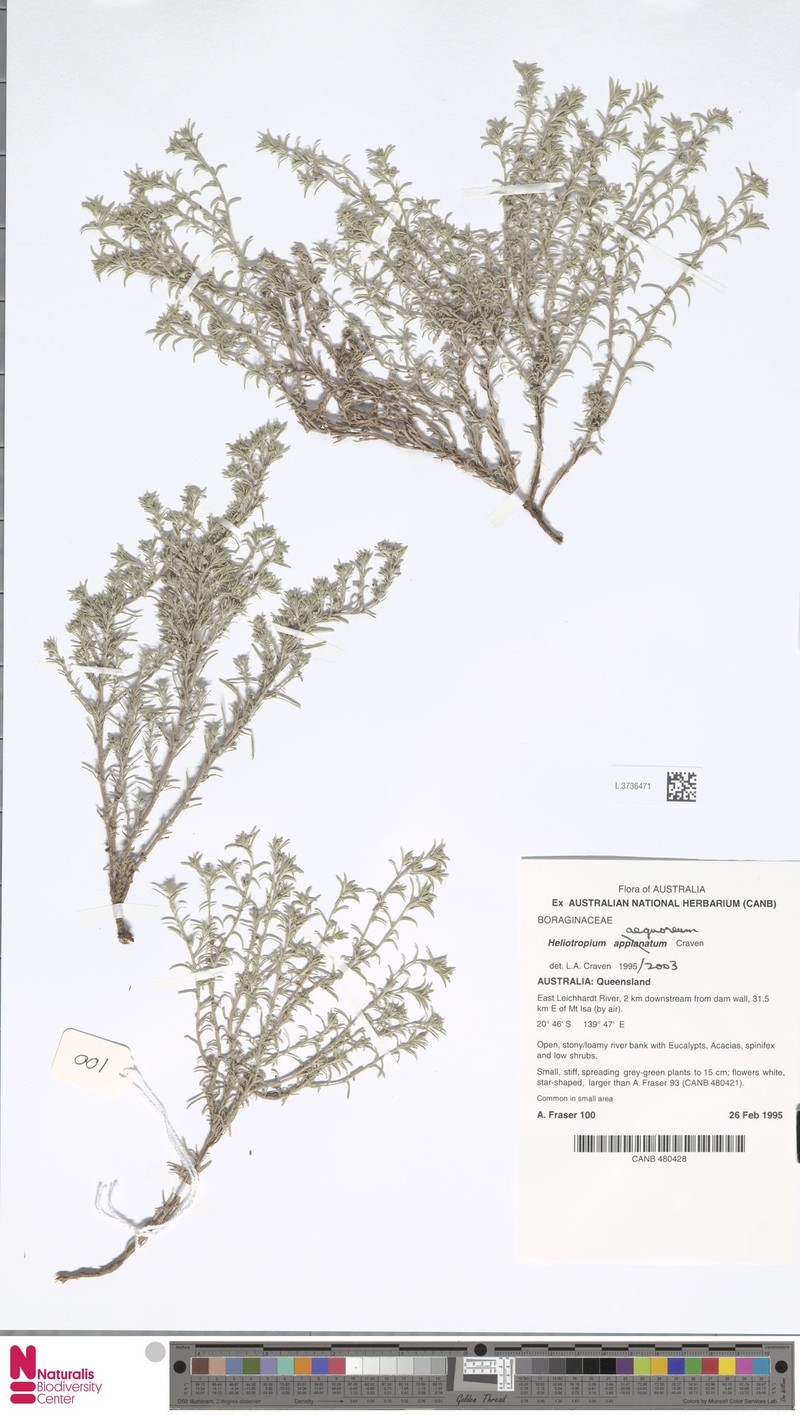 Euploca aequorea