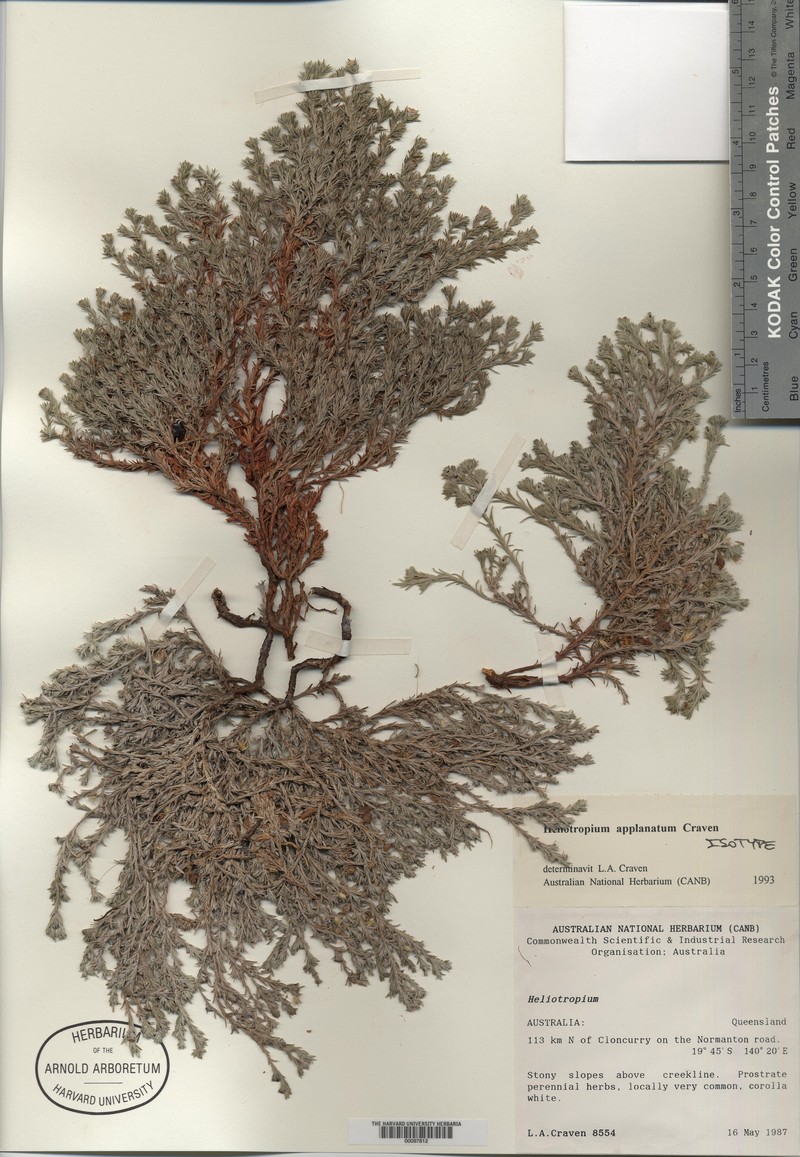 Euploca aequorea photo 2