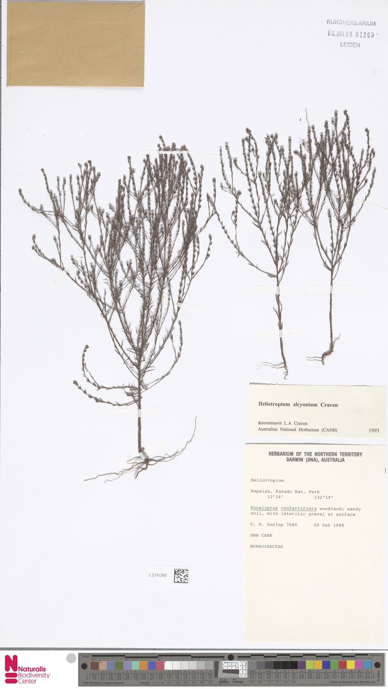 Euploca alcyonia