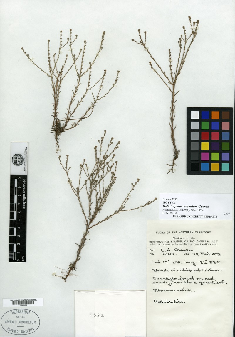 Euploca alcyonia photo 2