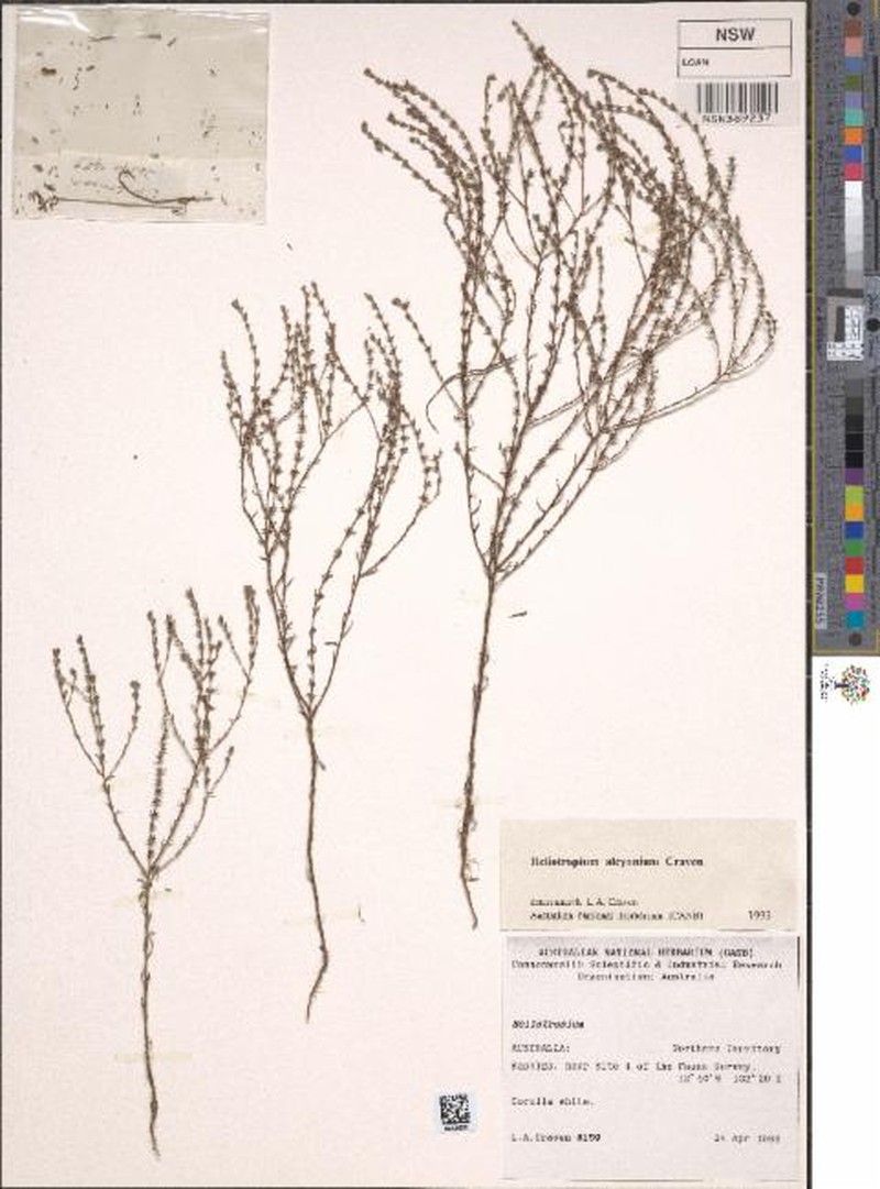 Euploca alcyonia photo 3