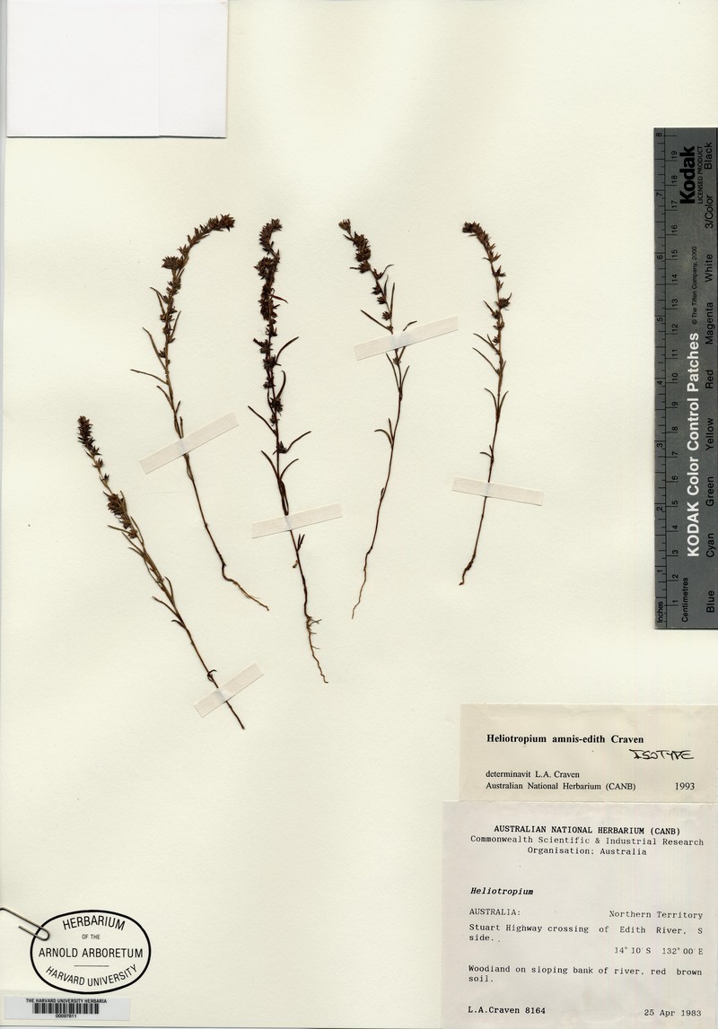 Euploca amnis-edith