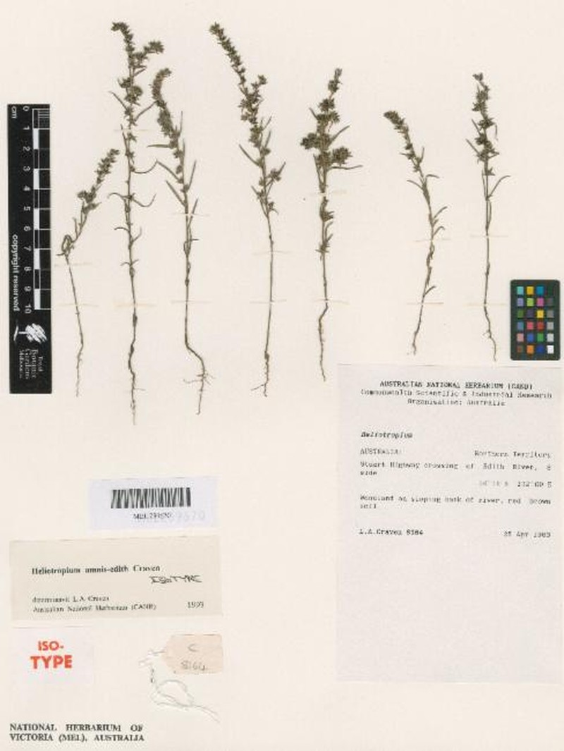 Euploca amnis-edith photo 2