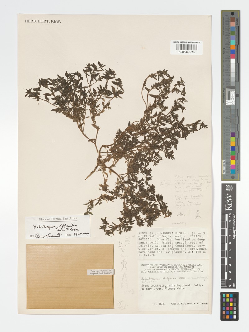Euploca applanata photo 2
