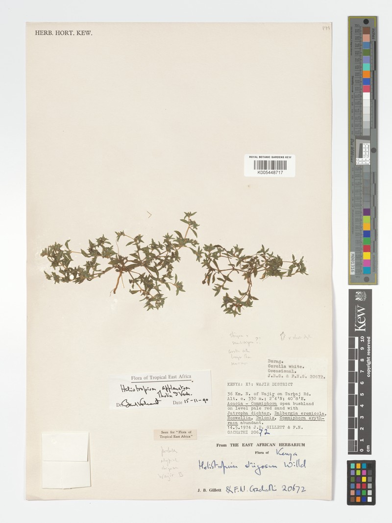 Euploca applanata photo 3