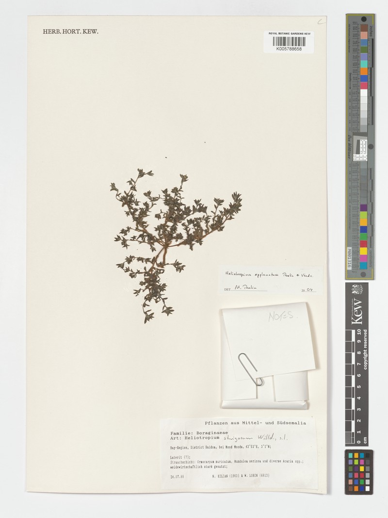 Euploca applanata photo 4