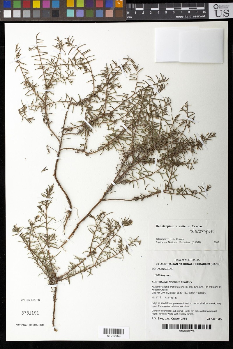 Euploca arenitensis