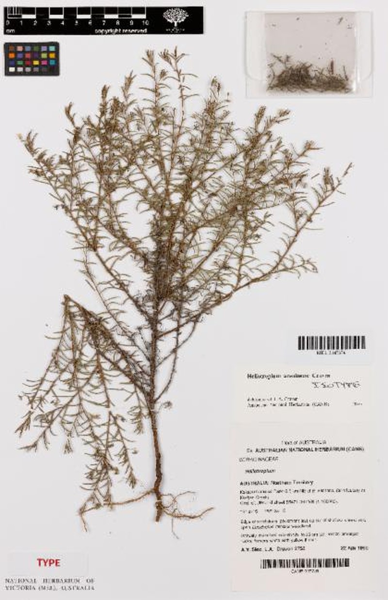 Euploca arenitensis photo 2