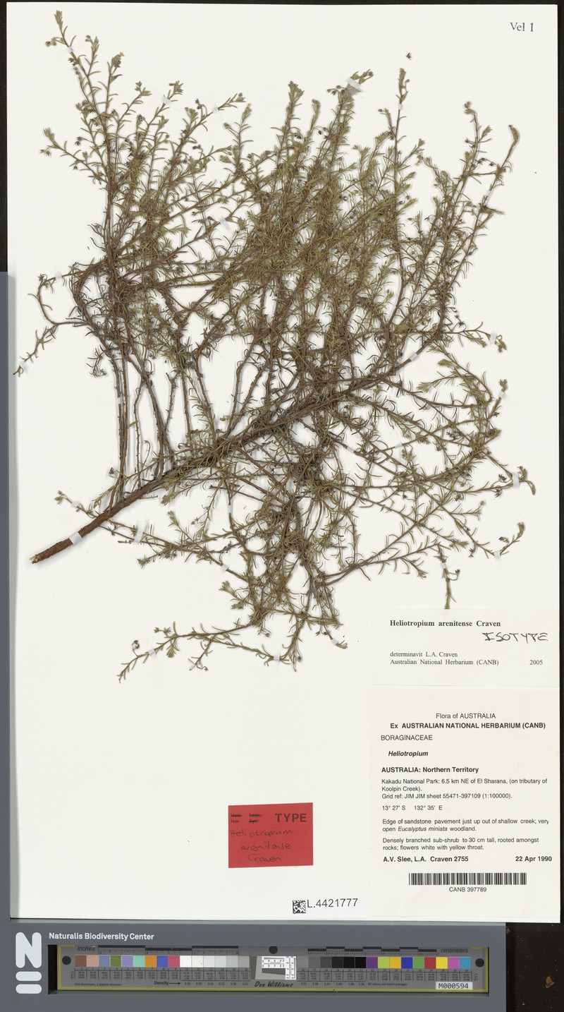 Euploca arenitensis photo 3