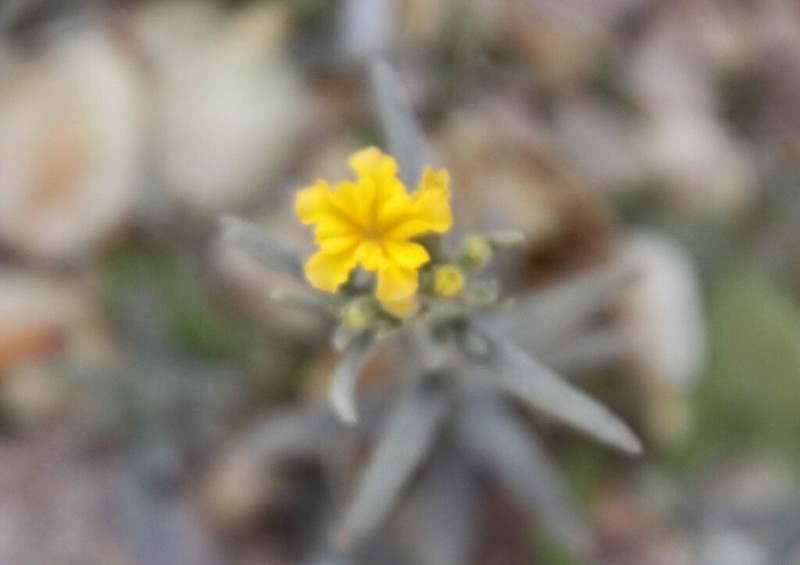 Euploca aurata photo 2