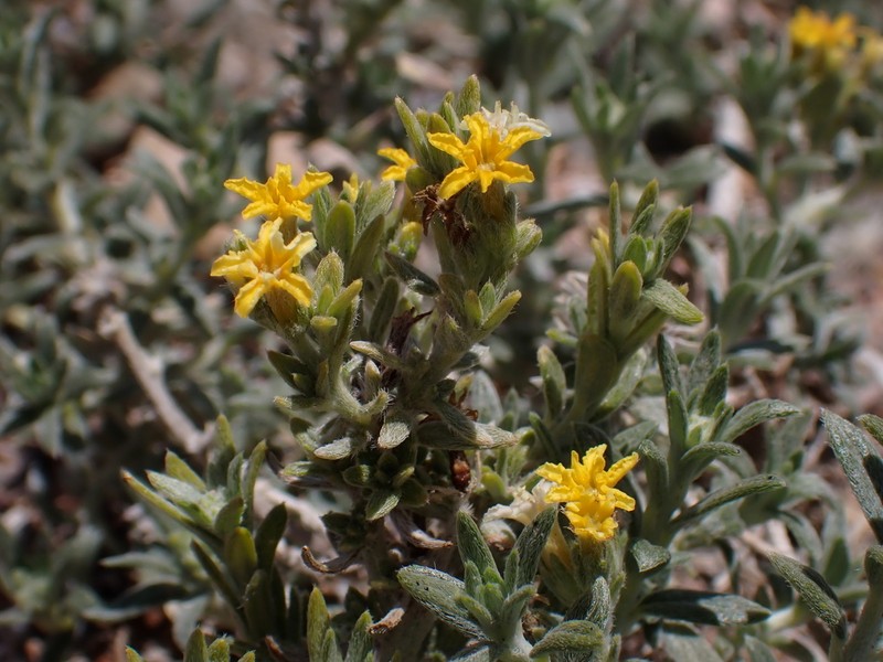 Euploca aurata photo 3