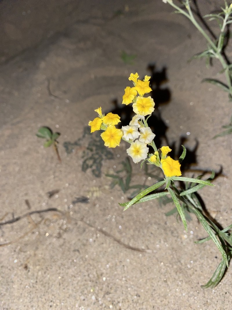 Euploca aurata photo 5
