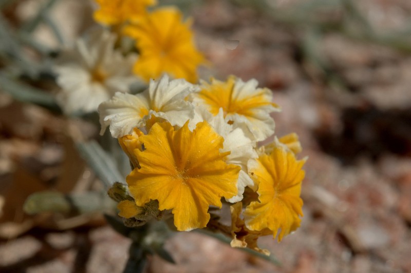 Euploca aurata photo 6