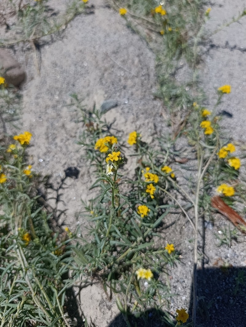 Euploca aurata photo 7