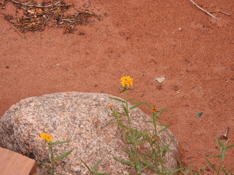 Euploca aurata photo 8