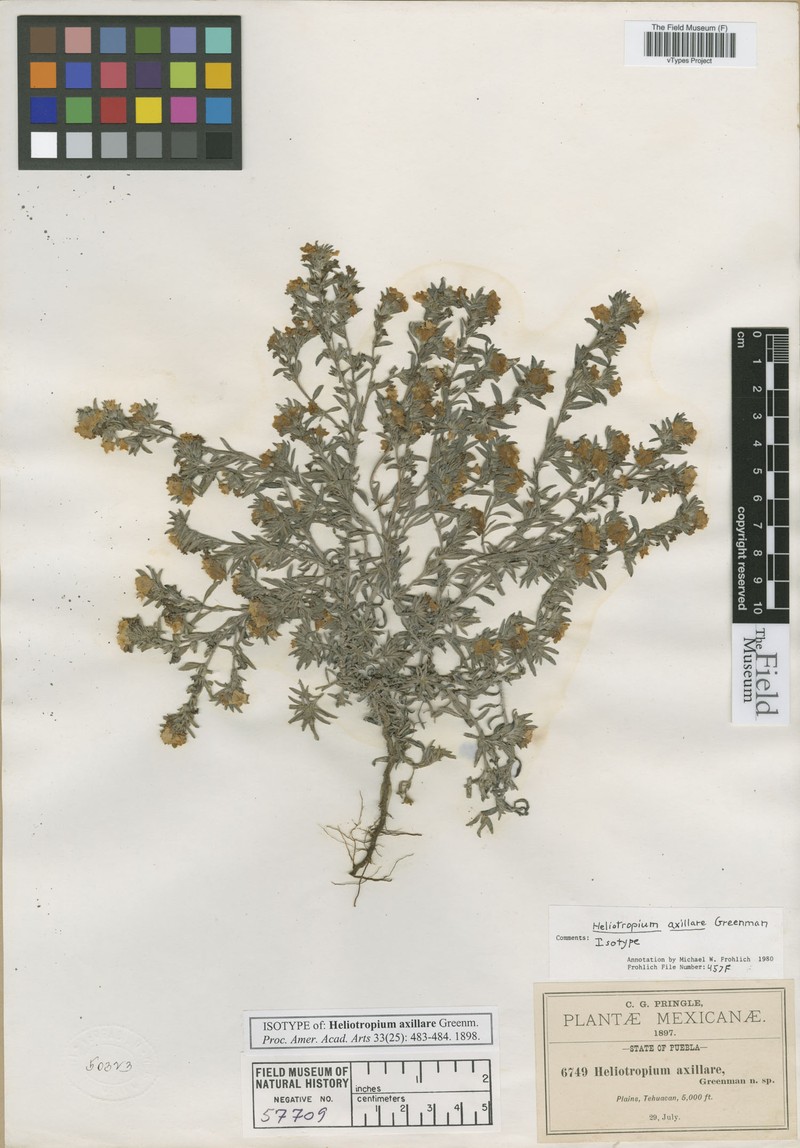 Euploca axillaris