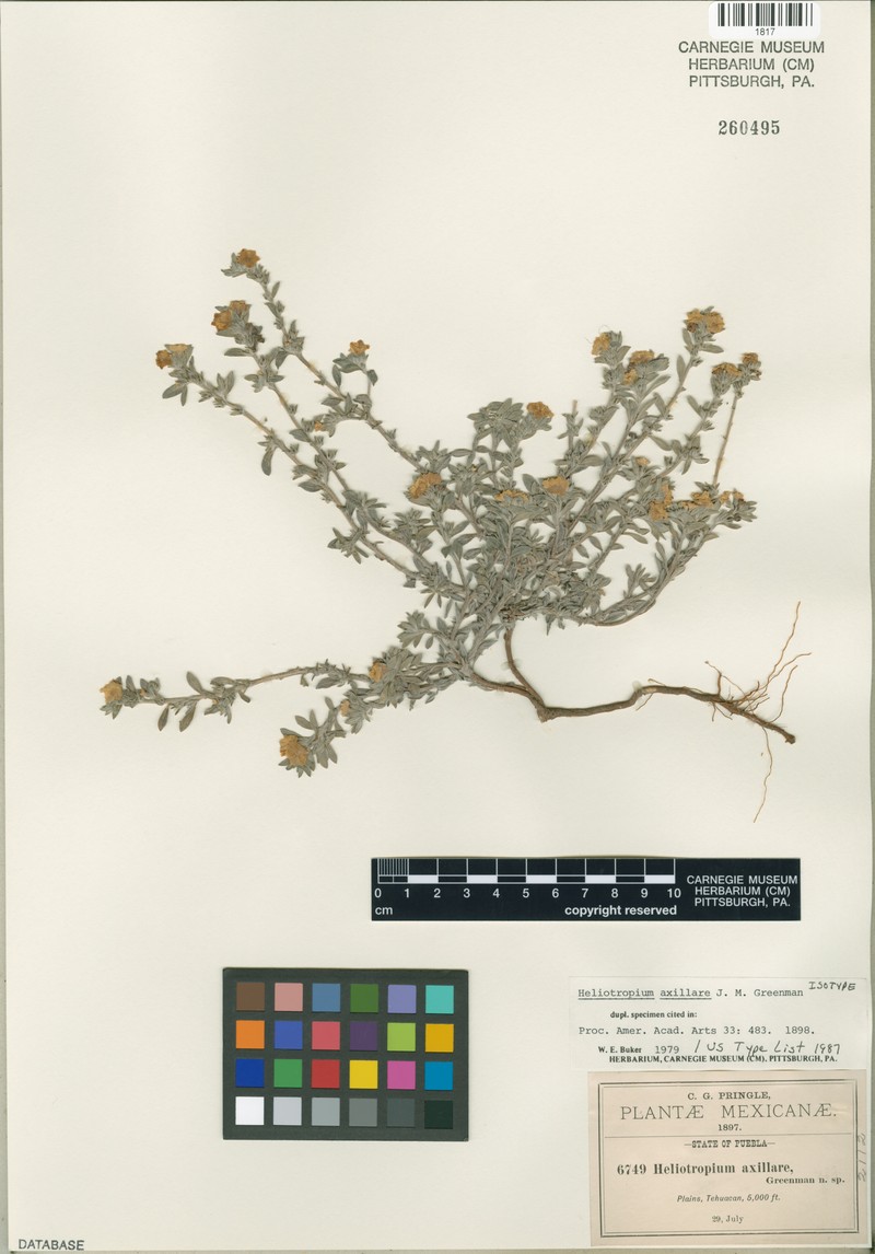 Euploca axillaris photo 2