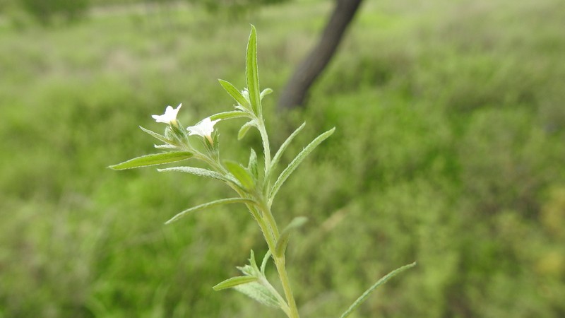 Euploca brachygyne