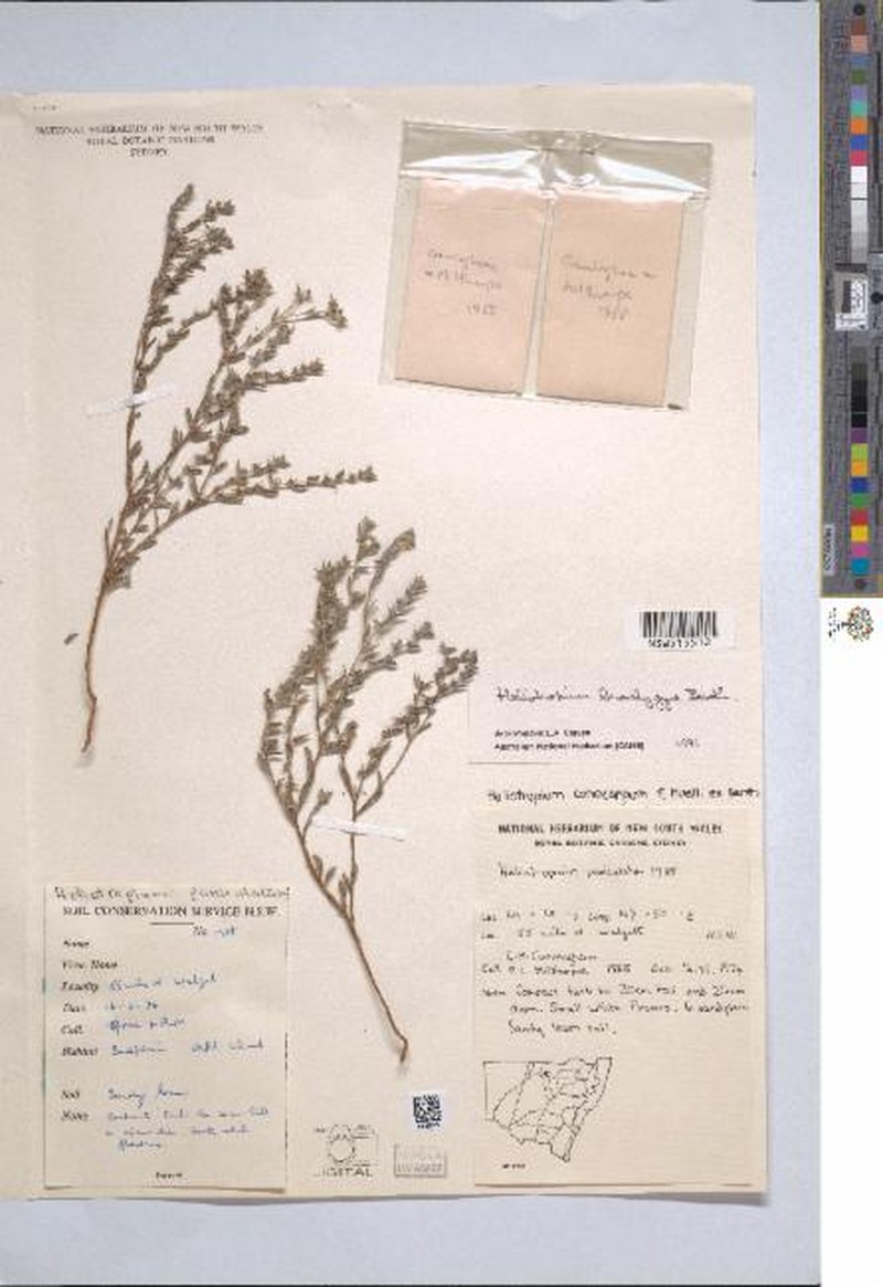 Euploca brachygyne photo 3