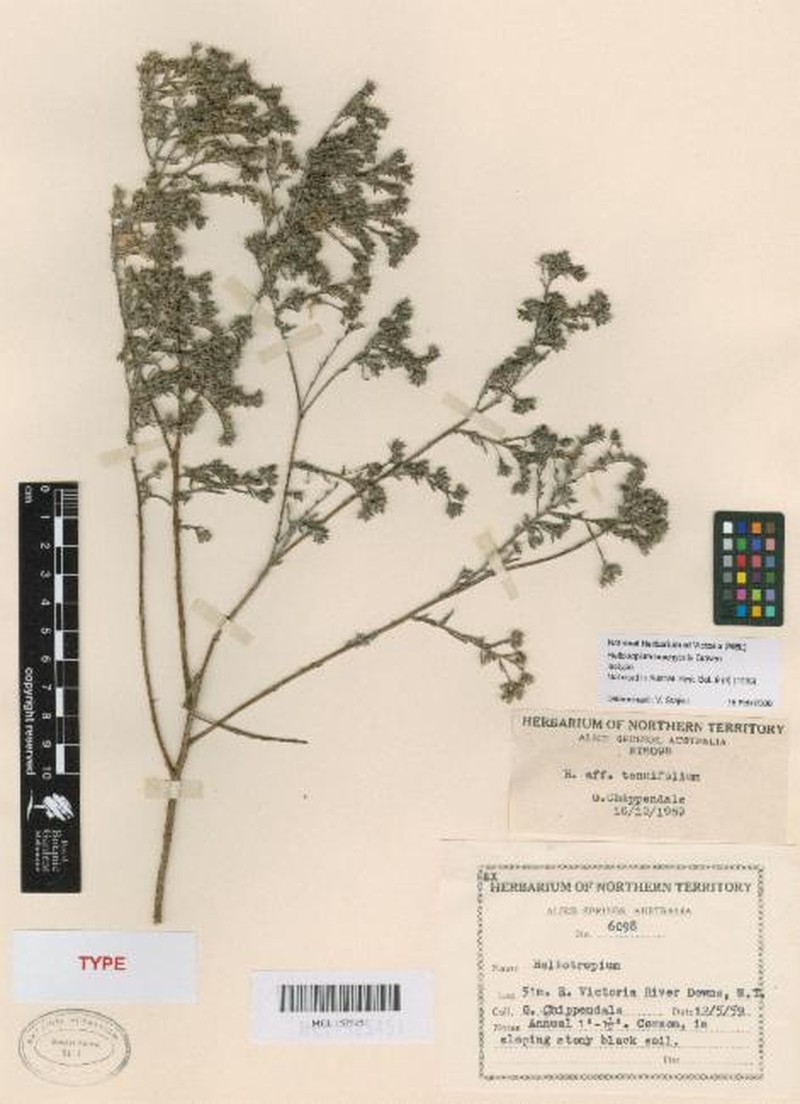 Euploca brachythrix