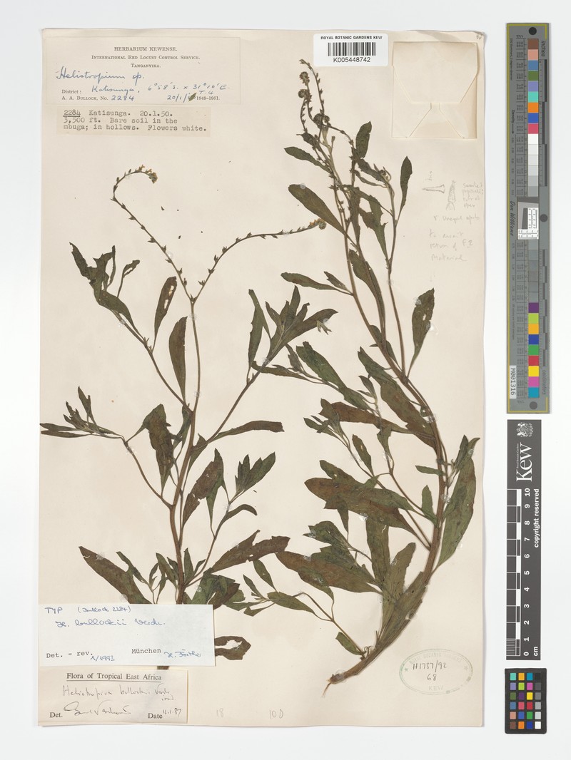 Euploca bullockii