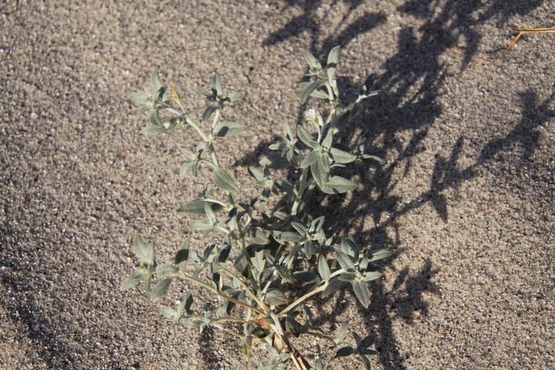 Euploca catamarcensis
