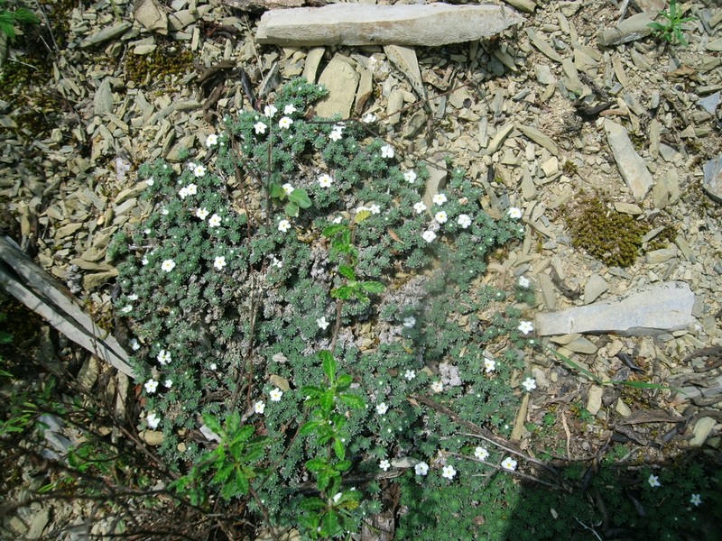 Leafy Heliotrope photo 6
