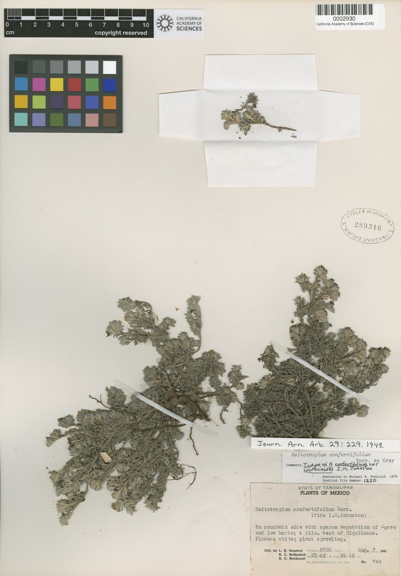 Euploca confertifolia var. coldenioides