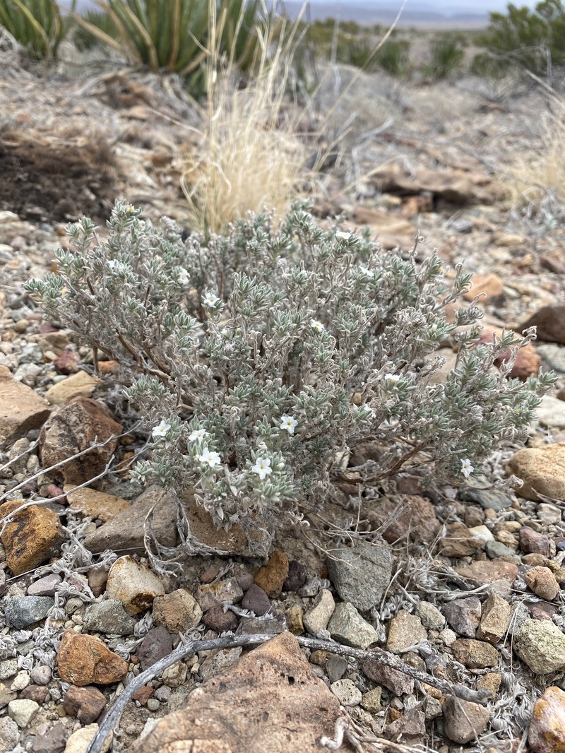 Euploca confertifolia var. confertifolia