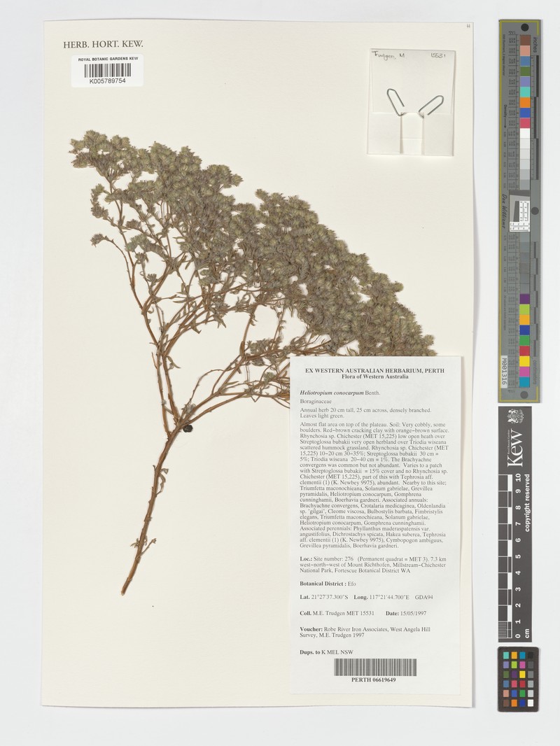 Euploca conocarpa photo 2