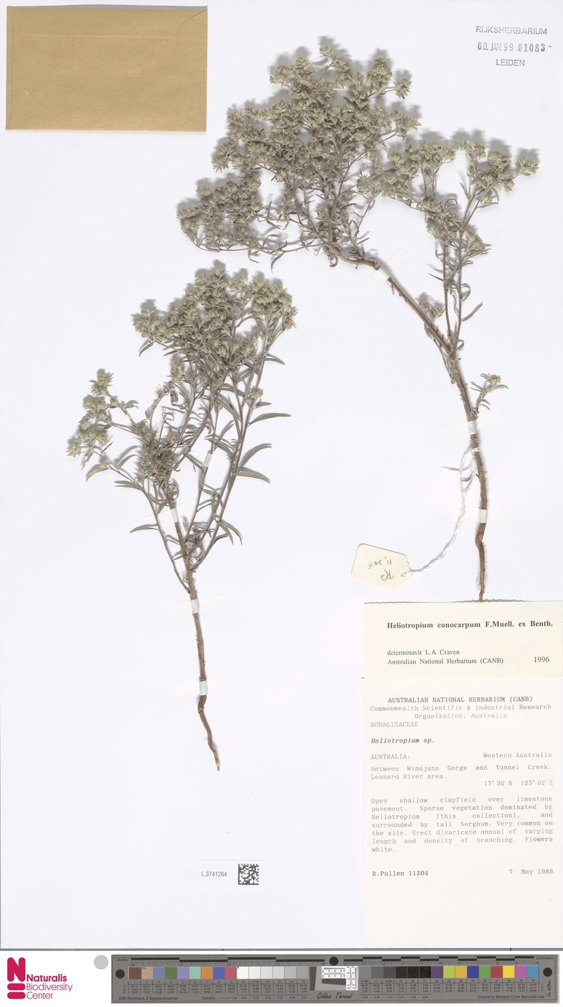 Euploca conocarpa photo 3