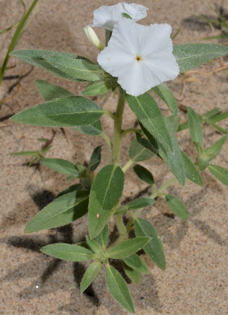 Phlox Heliotrope